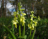 Blasses Knabenkraut